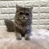 ミヌエット(長足)