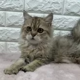 ペルシャ(チンチラ)