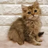 ペルシャ(チンチラ)