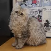 ペルシャ(チンチラ)