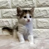 ノルウェージャンフォレストキャット