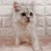 ペルシャ(チンチラ)