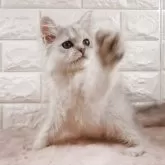 ペルシャ(チンチラ)【愛知県・男の子・2025年8月15日・チンチラシルバー】の写真2