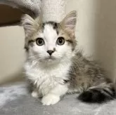 ミヌエット(短足)【愛知県・男の子・2025年6月15日・ブラウンタビー】の写真2