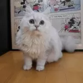 ペルシャ(チンチラ)【愛知県・女の子・2025年4月15日・チンチラシルバー】の写真2