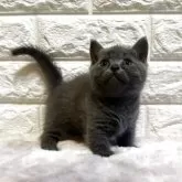 ミヌエット(短足)【愛知県・男の子・2025年5月2日・ブルー】の写真3