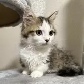 ミヌエット(短足)【愛知県・男の子・2025年6月15日・ブラウンタビー】の写真3