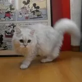 ペルシャ(チンチラ)【愛知県・女の子・2025年4月15日・チンチラシルバー】の写真4