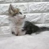 ミヌエット(短足)【愛知県・男の子・2025年6月15日・ブラウンタビー】の写真5