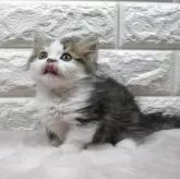 ミヌエット(短足)【愛知県・男の子・2025年6月15日・ブラウンタビー】の写真6