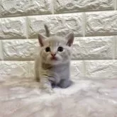 ミヌエット(短足)【愛知県・男の子・2025年5月2日・クリーム】の写真6