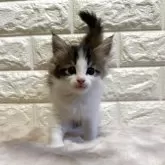 ノルウェージャンフォレストキャット【愛知県・女の子・2025年5月3日・キャリコ】の写真6