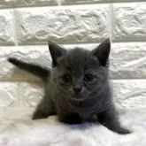 ミヌエット(短足)【愛知県・男の子・2025年5月2日・ブルー】の写真6