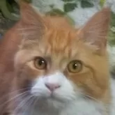 メインクーン【愛知県・男の子・2023年8月20日・レッド】の写真3