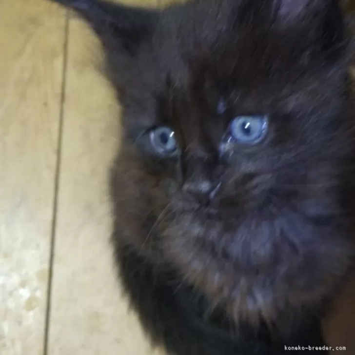 ID:2412-02456の子猫