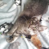 ノルウェージャンフォレストキャット