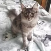 ノルウェージャンフォレストキャット