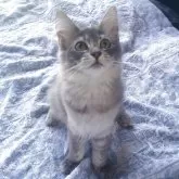 ノルウェージャンフォレストキャット