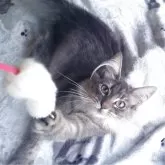 ノルウェージャンフォレストキャット