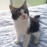 ノルウェージャンフォレストキャット