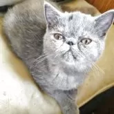エキゾチックショートヘア