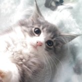 ノルウェージャンフォレストキャット