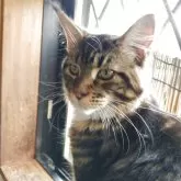 メインクーン