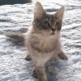 ノルウェージャンフォレストキャット