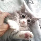 ノルウェージャンフォレストキャット【愛知県・女の子・2025年7月14日・ブルーマッカレルタビー&ホワイト】の写真5「可愛らしい表情です♡」