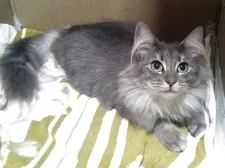 ノルウェージャンフォレストキャット【愛知県・女の子・2025年4月12日・ブラウンマッカレルタビー】の写真7「瞳が印象的な美人さんです♡」