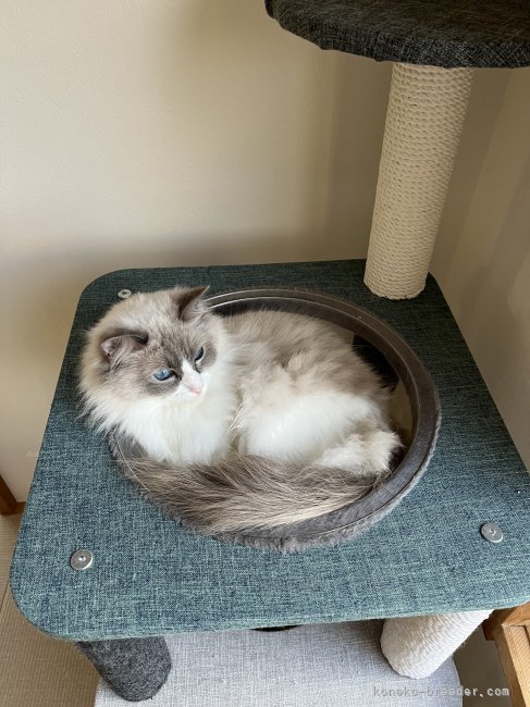 お母さんです。ブルーポイントバイカラーで目がすごくきれいな猫ちゃんです。｜式田　陽至(しきた　ようじ)ブリーダー(大阪府・ラグドール・JCC（旧ACC）登録)の紹介写真3