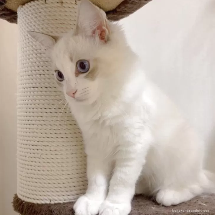 ラグドール【大阪府・女の子・2025年6月23日・ブルーポイントバイカラー】の写真1「まだまだ小さいですがすくすく成長中！」