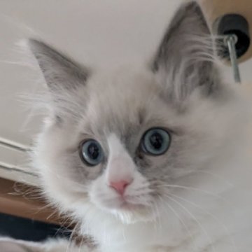 ラグドール【大阪府・男の子・2024年12月23日・ブルー（ブルーポイント）】の写真「すごく活発な男の子です。
甘えたです。」