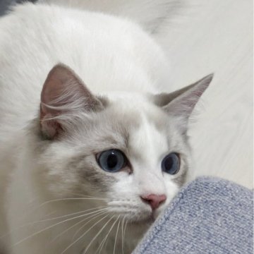 ラグドール【大阪府・女の子・2025年6月23日・ブルーポイントバイカラー（長毛）】の写真「抱っこ大好き！甘えたです。」