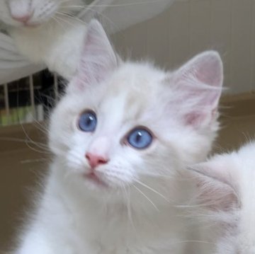 ラグドール【大阪府・女の子・2025年6月23日・ブルーポイントバイカラー】の写真「特別価格。お早めに。」