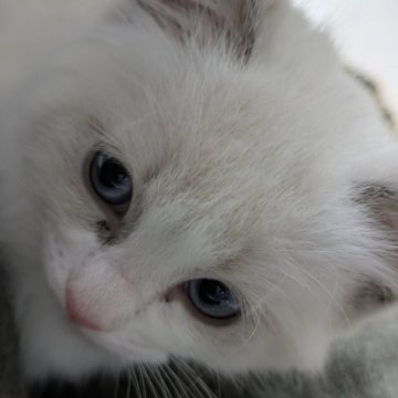 ラグドール【大阪府・男の子・2024年12月23日・ブルーポイント（ブルーポイント）】の写真「両親に似てかわいい、元気な子です。」