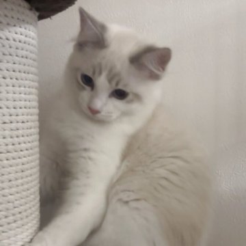 ラグドール【大阪府・男の子・2025年6月23日・ブルーポイントバイカラー】の写真「11月限定価格158,000円‼️」