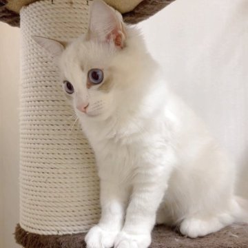 ラグドール【大阪府・女の子・2025年6月23日・ブルーポイントバイカラー(長毛)】の写真「寂しがり屋の女の子。甘えたで人懐っこい猫ちゃんです」