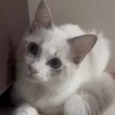 ラグドール【大阪府・女の子・2025年6月23日・ブルーポイントバイカラー】の写真4