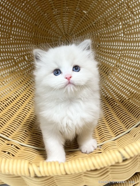 生後40日頃のラグドール｜楠原　美智子(くすはら　みちこ)ブリーダー(千葉県・ラグドールなど・CFA/TICA/ICC登録)の紹介写真10