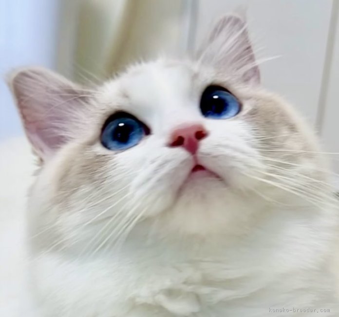 くりくりお目目がキュートな女の子｜楠原　美智子(くすはら　みちこ)ブリーダー(千葉県・ラグドールなど・CFA/TICA/ICC登録)の紹介写真1