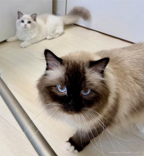 親子(男同士) 💎のような瞳👁️｜楠原　美智子(くすはら　みちこ)ブリーダー(千葉県・ラグドールなど・CFA/TICA/ICC登録)の紹介写真2