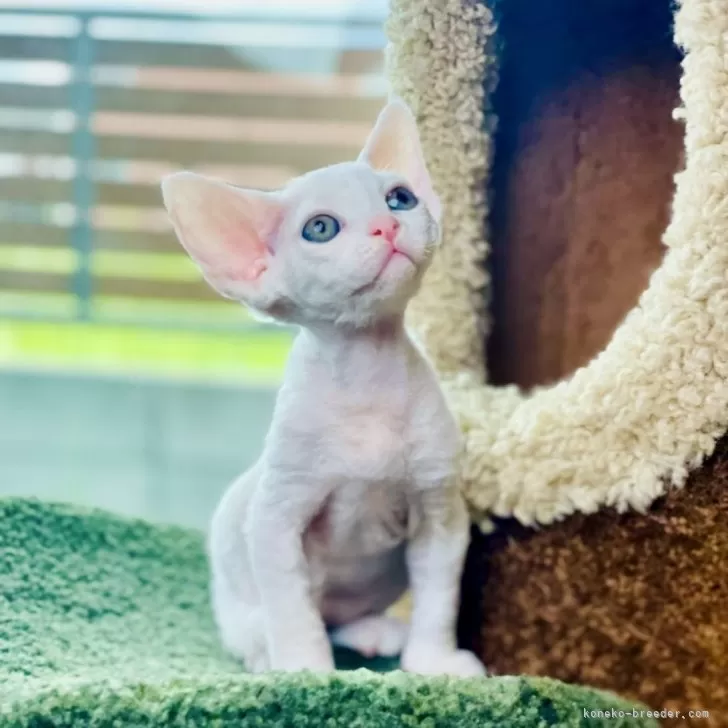 ID:2406-01193の子猫