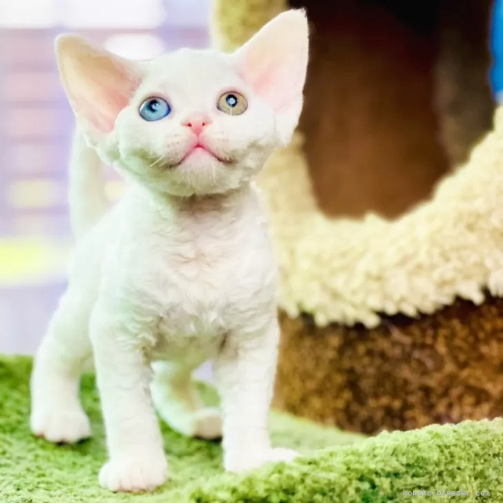 ID:2406-01200の子猫
