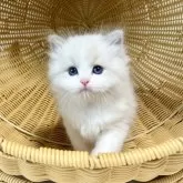 ラグドール【千葉県・男の子・2025年7月30日・【ブルーポイントバイカラー】】の写真12