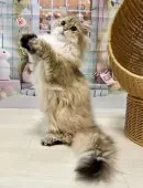 ブリティッシュショートヘア【千葉県・男の子・2024年9月6日・ゴールデン(ロング)】の写真3