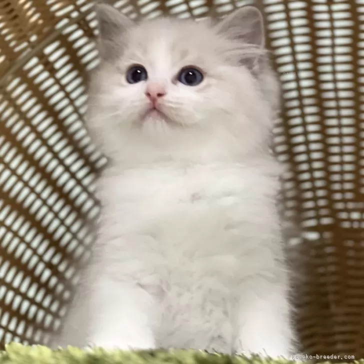 ID:2501-02005の子猫