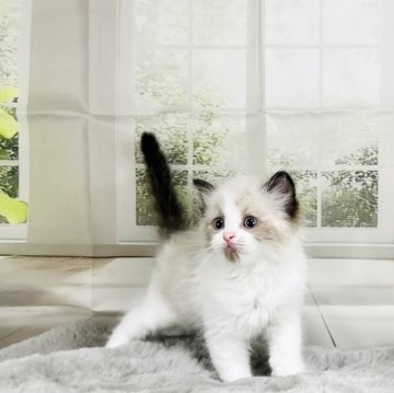 ラグドール【千葉県・男の子・2025年8月27日・🔹シールポイントバイカラー🔹】の写真「ご飯大好き愛嬌たっぷりのほんわか系美猫️🤍」