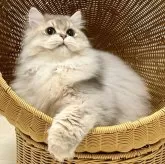 ブリティッシュショートヘア【千葉県・男の子・2024年9月6日・ブルーゴールデン(ロング)】の写真1