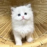 ラグドール【千葉県・男の子・2025年7月30日・【ブルーポイントバイカラー】】の写真14